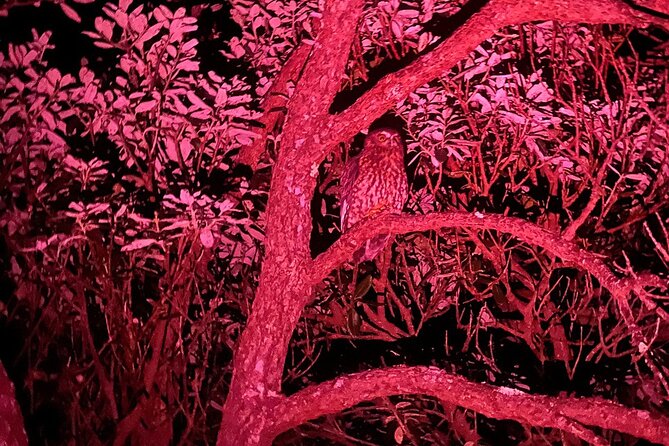 Nocturnal Wonders Tawharanui Kiwi Spotting and Stargazing Tour - Should you book the Tawharanui night tour?