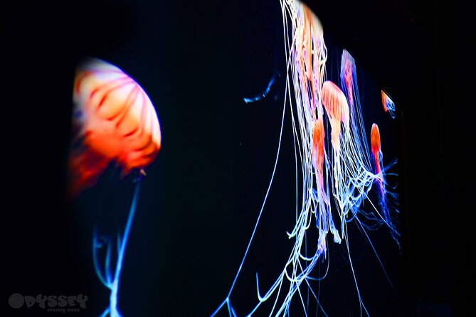 Odyssey Sensory Maze Entry Auckland Ticket - Key points to know before you go