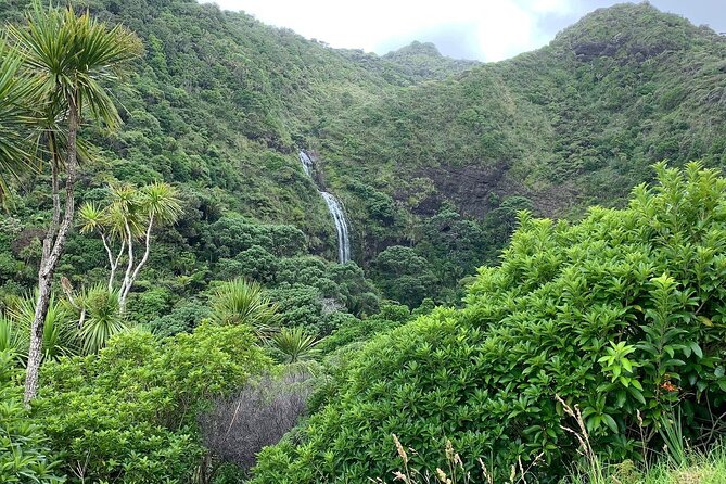 Piha Waitakere Rainforest Wine Tour from Auckland - Lunch at Soljans Estate Winery