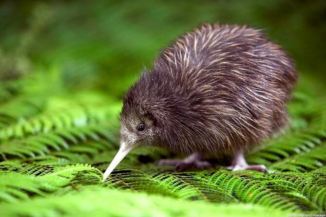 Private 3 Days Tour From Auckland: Hobbiton, Hamilton, Rotorua & Waitomo Caves - The glowworms of Waitomo