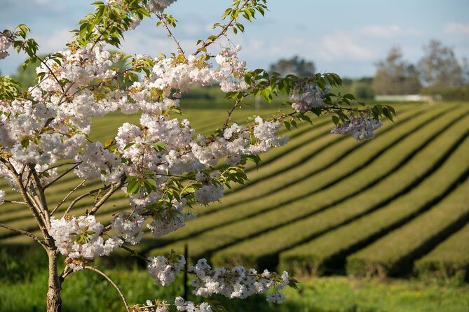 Private tour from Auckland - Waitomo Glowworm Caves, Zealong Tea & Kiwi Bird - Tea and a slower finish at Zealong
