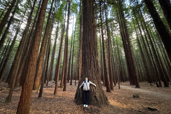 Private Tour: Hobbiton Movie Set, Rotorua Mud Pool & Treewalk - The Redwoods Treewalk: 700 meters above the forest floor