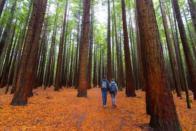 Redwood Forest , Blue Springs & Huka Falls Day Tour from Auckland - Key points to know before booking