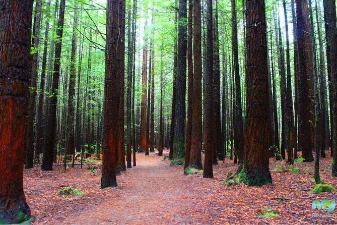 Redwood Forest , Blue Springs & Huka Falls Day Tour from Auckland - Blue Spring and the long walk beside clear water