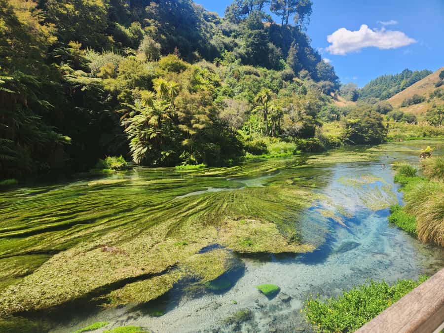 Rotorua & Taupo DayTour Waiotapu & Huka Falls from Auckland - The Redwoods and Blue Springs can make the day feel personal