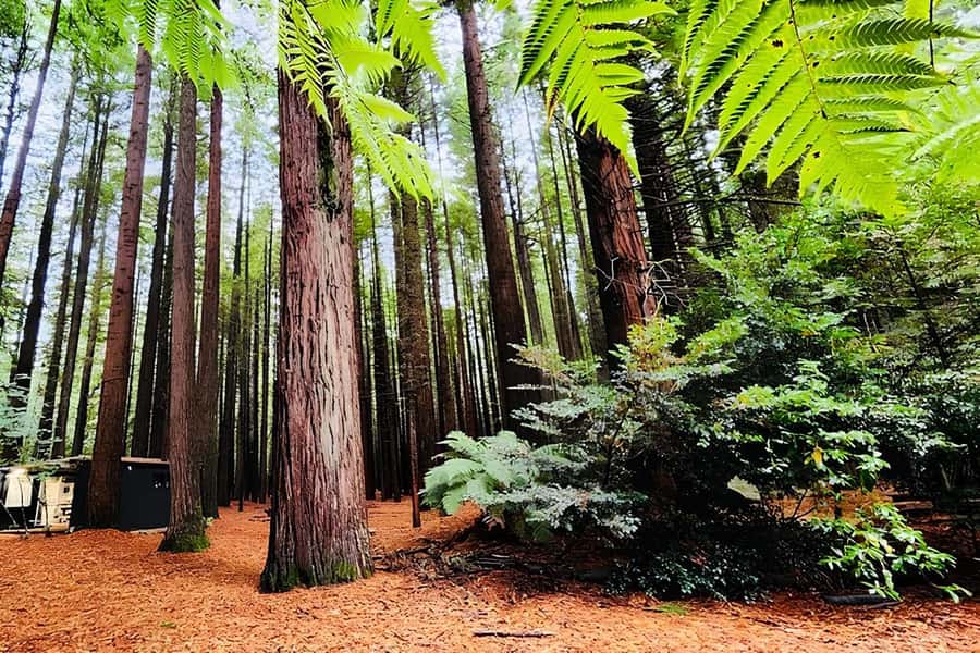 Rotorua & Taupo DayTour Waiotapu & Huka Falls from Auckland - Guides are a major part of the value