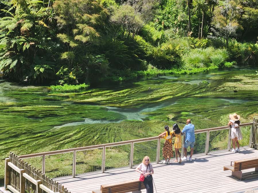 Rotorua & Taupo DayTour Waiotapu & Huka Falls from Auckland - What $448 buys you