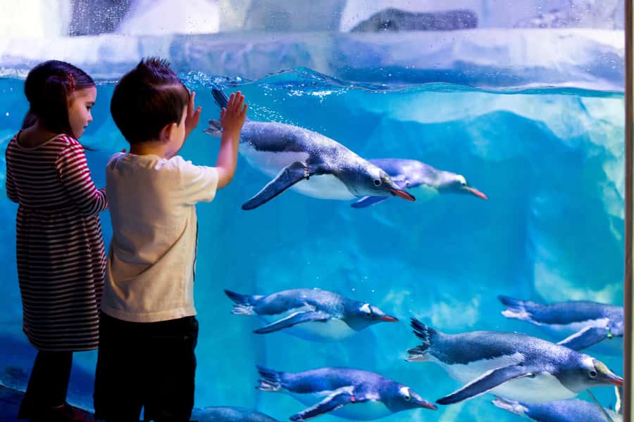 Sea Life Kelly Tarlton's Aquarium General Admission - Key points to know