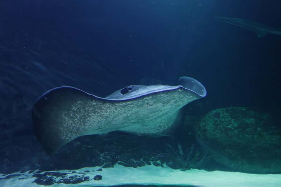 Sea Life Kelly Tarlton's Aquarium General Admission - FAQ