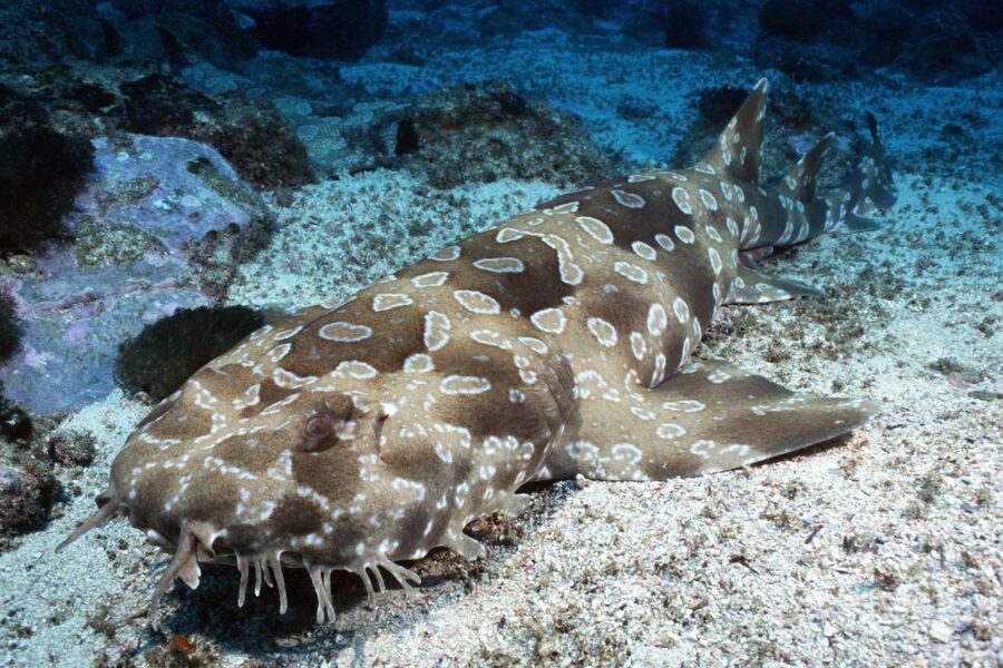 Sea Life Kelly Tarlton's Aquarium General Admission - Touch pools, turtles, and learning by doing