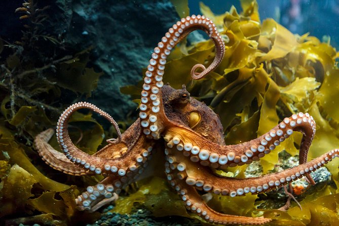 SEA LIFE Kelly Tarlton's General Admission - Best time to visit and practical tips