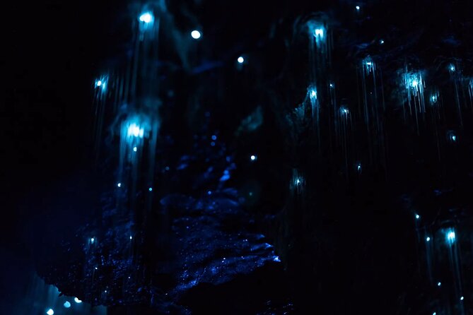 See Auckland's Secret Glow Worms - Key points at a glance