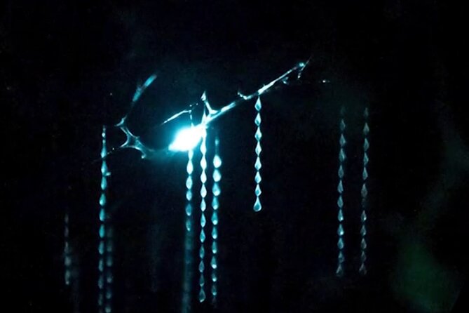See Auckland's Secret Glow Worms - The 25-minute ride from central Auckland