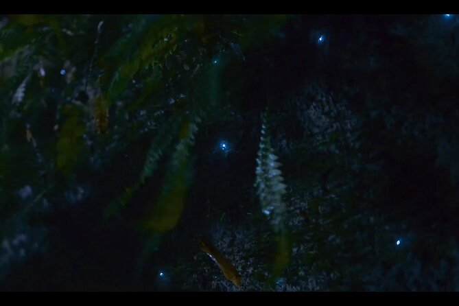 See Auckland's Secret Glow Worms - The glowworm dell and natural viewing