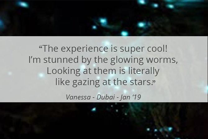 See Auckland's Secret Glow Worms - Timing your Auckland evening