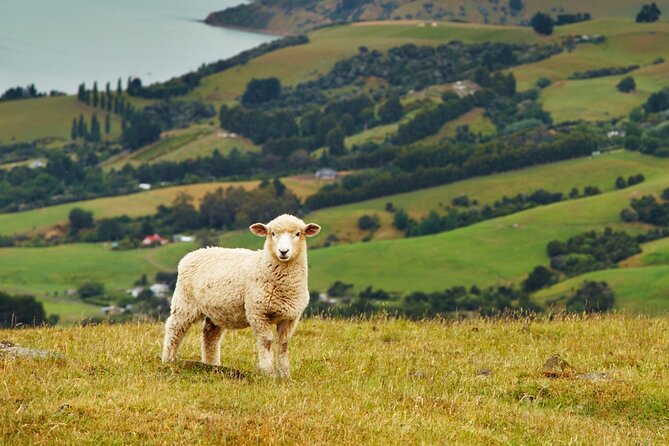 Sheep Shearing and Auckland City Highlights Tour with Lunch - Auckland Domain, Wintergardens, and Parnell