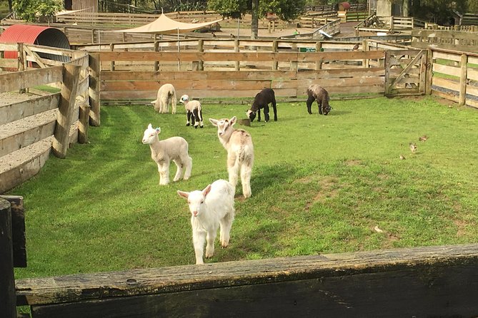 Sheep World Country Tour from Auckland - Key points to know before you book