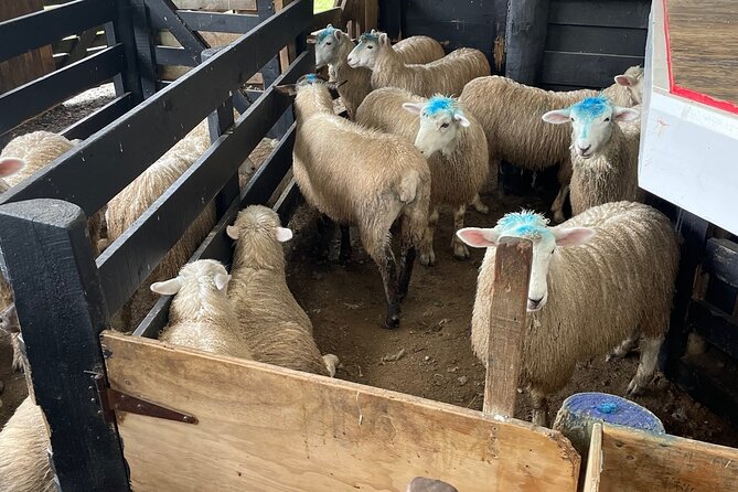Sheep World Country Tour from Auckland - Who will enjoy this tour most