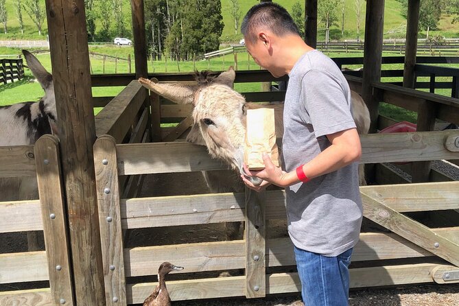 Sheep World Country Tour from Auckland - Practical details for a comfortable day