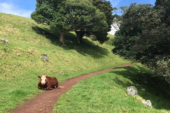Shore Excursion: Half-Day Auckland Volcanoes Tour - Is $179.97 a fair price?