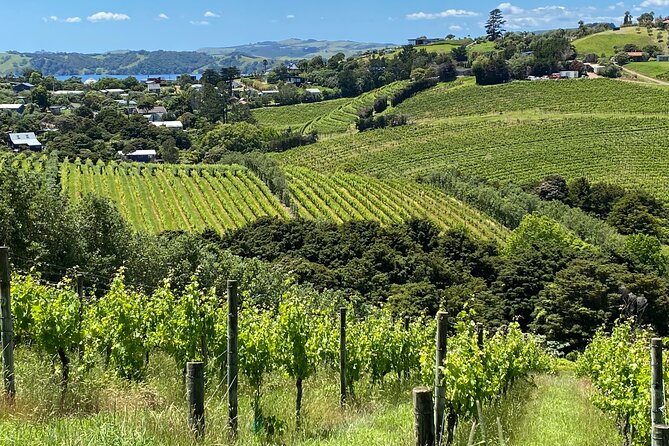 Sip & Savour through Waiheke Island (11 guests max) - Lunch is part of the value