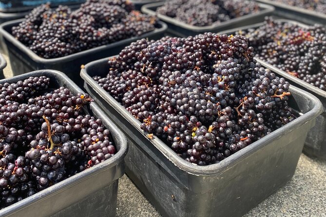 Sip & Savour through Waiheke Island (11 guests max) - Should you book Sip & Savour?