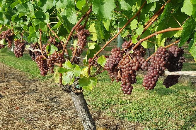 Small-Group Kumeu Wine Country Tour with Wine Tastings & Lunch - Why this half-day Kumeu outing works