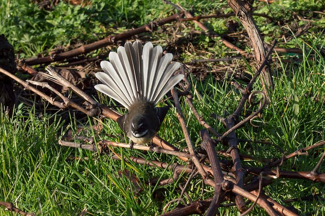 Small-Group Kumeu Wine Country Tour with Wine Tastings & Lunch - Muriwai Beach and the uncertain gannet stop