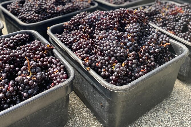 The Boutique Experience: Waiheke Best Cellar Tour (11 guests max) - Meeting at Matiatia Wharf at 10:40 am