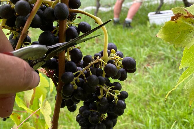 The Boutique Experience: Waiheke Best Cellar Tour (11 guests max) - Lunch and the real cost of the experience