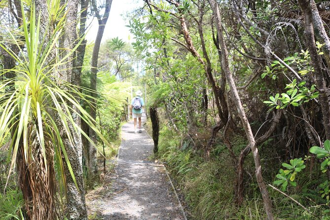 Tiritiri Matangi Island Discovery - from Auckland - Why Tiritiri Matangi Feels So Different