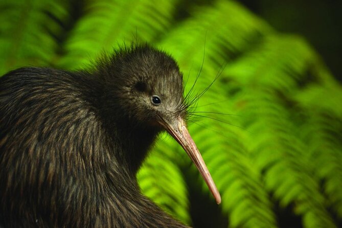 Twilight Wild Kiwi Bird Encounter Private Tour - Two hours in Matakana before the forest walk