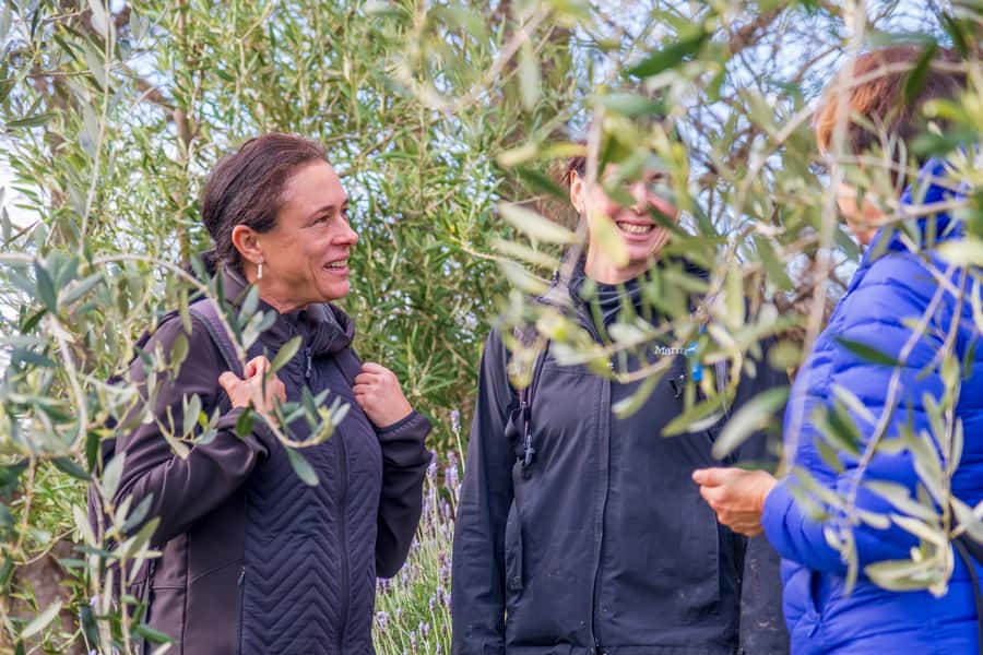 Waiheke Island: Premium Vineyard, Wine Tasting and Bush Walk - Why this Waiheke tour works so well