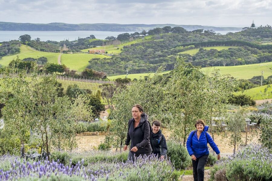 Waiheke Island: Premium Vineyard, Wine Tasting and Bush Walk - Mudbrick Vineyard and Cable Bay Vineyards