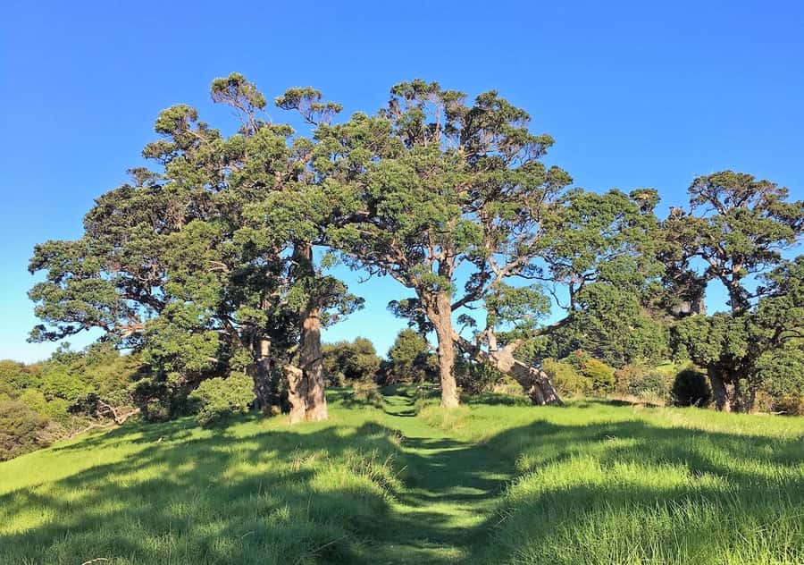 Waiheke Island: Premium Vineyard, Wine Tasting and Bush Walk - Coffee, food, and the return to Matiatia