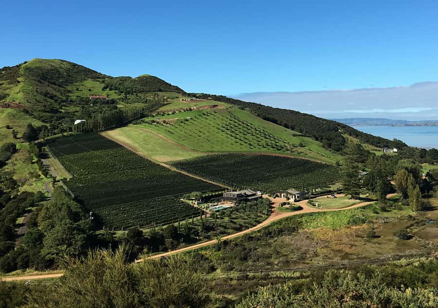 Waiheke Island: Premium Vineyard, Wine Tasting and Bush Walk - Is $269 a fair price?