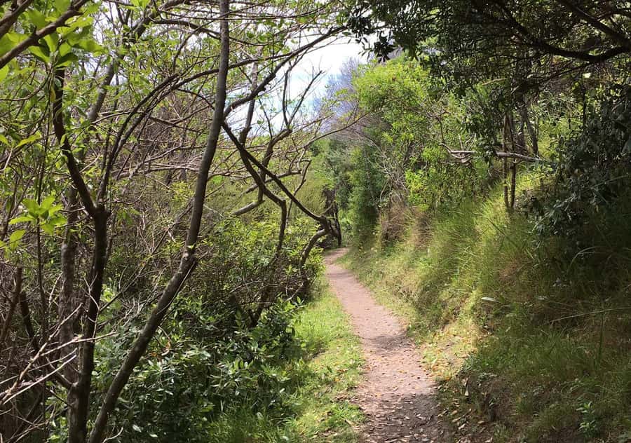 Waiheke Island: Premium Vineyard, Wine Tasting and Bush Walk - Who should book this experience?