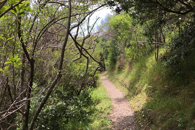 Waiheke Island Private Double Headland Walk - Church Bay, Pio Rehutai Reserve, and the sculpture park