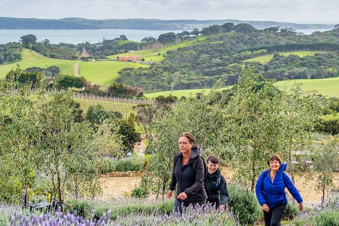 Waiheke Island Private History and Heritage Tour - Timing your ferry and end of day