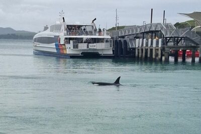 Waiheke Island Private Tours