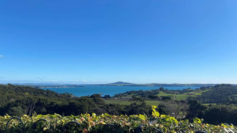 Waiheke Island: The Essence of Waiheke Wine Tour - Key points at a glance