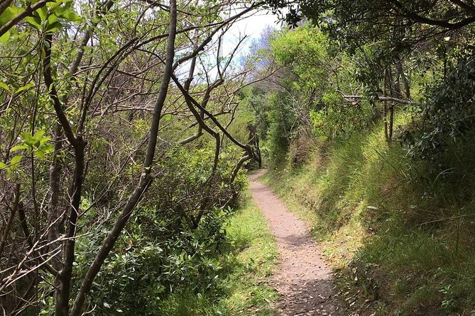 Waiheke Island Vineyards and Bush Walk - Starting at Matiatia and getting your bearings
