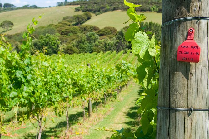Waiheke island Wine Tours - PREMIUM wine tasting MAX 11 clients ! - Premium tastings and the food question