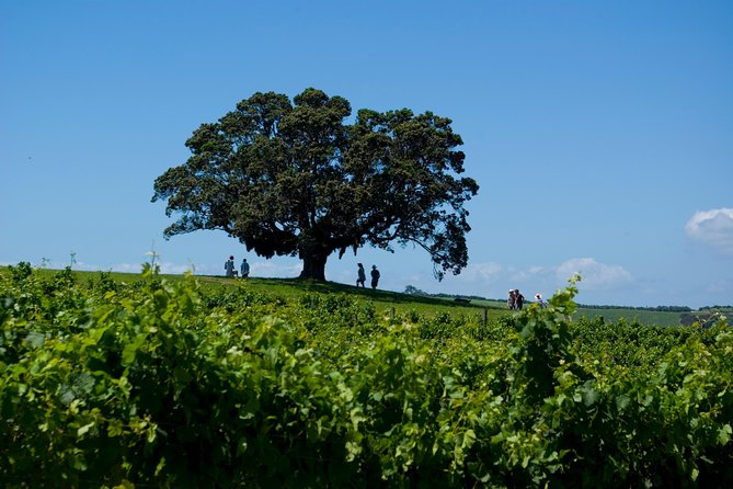 Waiheke island Wine Tours - PREMIUM wine tasting MAX 11 clients ! - Is $155.14 good value?