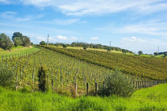 Waiheke island wine tours with Waitiki Tours - Batch Winery and lunch with a view