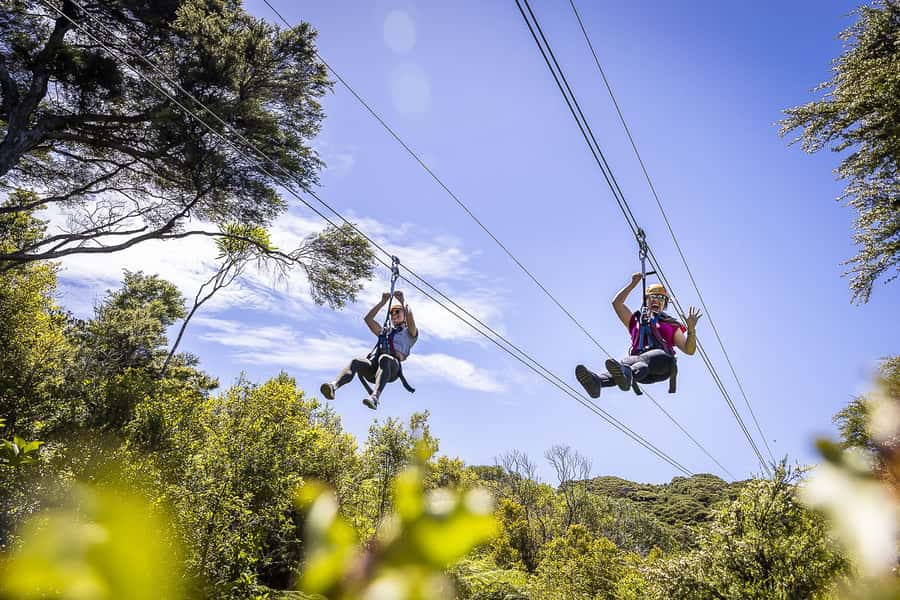 Waiheke Island: Zipline and Native Forest Adventure Trip - Three lines, with the final one bringing more speed