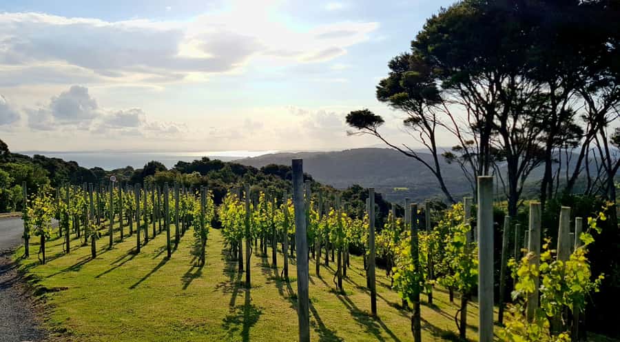 Waiheke: Scenic Taste and Graze Tour with Wine, Whisky, Beer - The guide can shape the whole day
