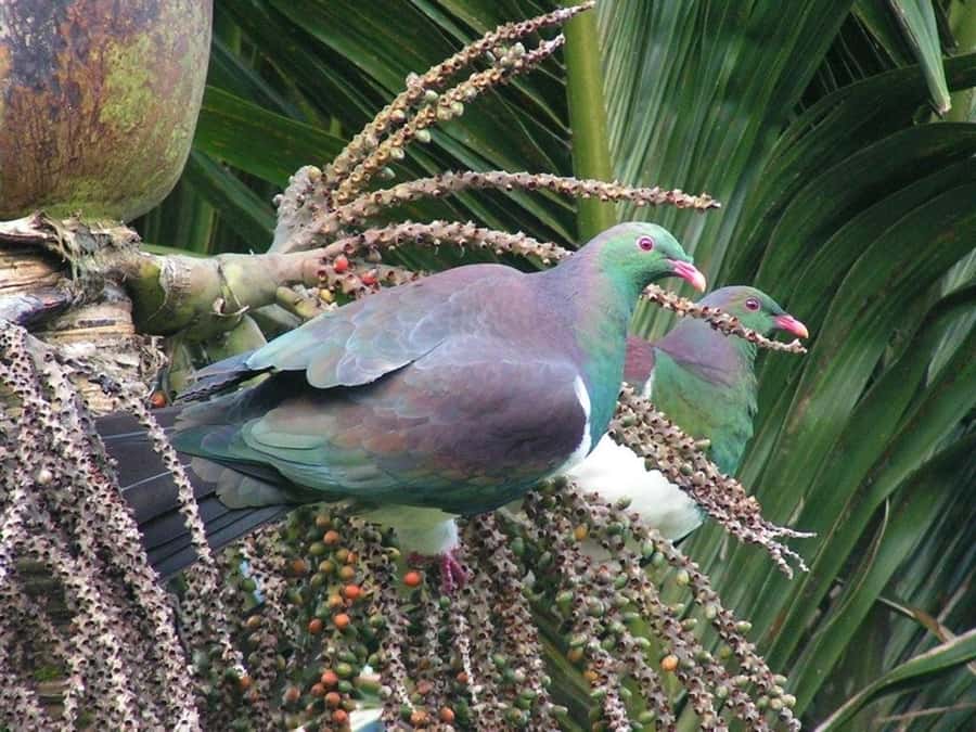Waitakere Ranges Wilderness Experience Tour from Auckland - How much value do you get for $119?