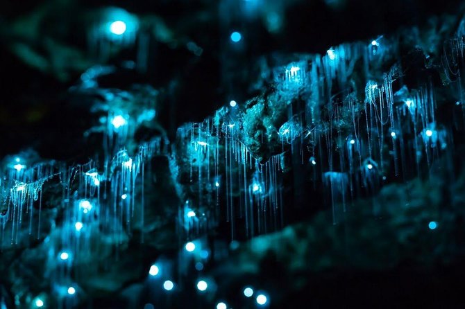 Waitomo Caves Private Tour from Auckland - A quiet boat ride beneath the Glowworm Grotto