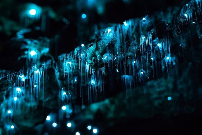 Waitomo Glow Worm Caves - Who should book this Waitomo day trip?